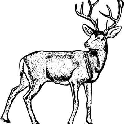 DEER029 Thumbnail
